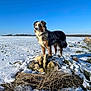 dog, snow, field, blue_sky, outdoor, animal, winter, nature, fur, landscape, canine, sky, grass, cold, sunlight, standing, mammal, rural, daytime, pet