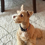 Artemis joined the competition — help win amazing prizes! dog, pet, indoor, carpet, curious, fluffy, collar, groomed, brown_fur, small_dog, sitting, attentive, cute, animal, companion, domestic, household, portrait, fur, cute_pet