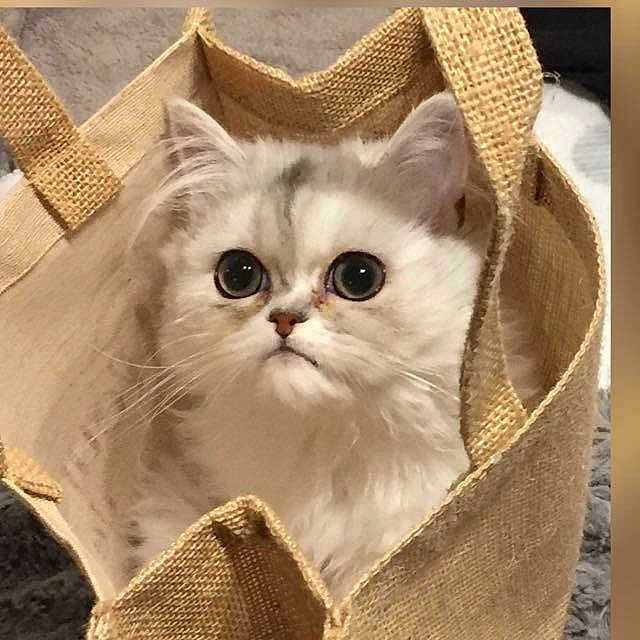 Praline participe au concours pour gagner de l'argent avec cette photo : cat, kitten, burlap_bag, curious, fluffy, white, gray, indoor, pet, cute, small, feline, animal, soft, eyes, face, fur, texture, closeup, container
