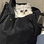 Praline participe au concours pour gagner de l'argent avec cette photo : cat, kitten, white_cat, fluffy, pet, animal, bag, black_bag, leather, indoor, curious, cute, small, furry, face, eyes, paws, cozy, hideout, domestic