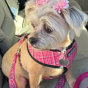 Maisey is registered to the contest to win money with this photo: accessory, animal, car_interior, car_seat, cute, daylight, dog, domestic_animal, ears, flower_clip, fur, harness, leash, looking_away, pet, pink, seatbelt_slot, sitting, small_dog, window