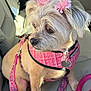 accessory, animal, car_interior, car_seat, cute, daylight, dog, domestic_animal, ears, flower_clip, fur, harness, leash, looking_away, pet, pink, seatbelt_slot, sitting, small_dog, window