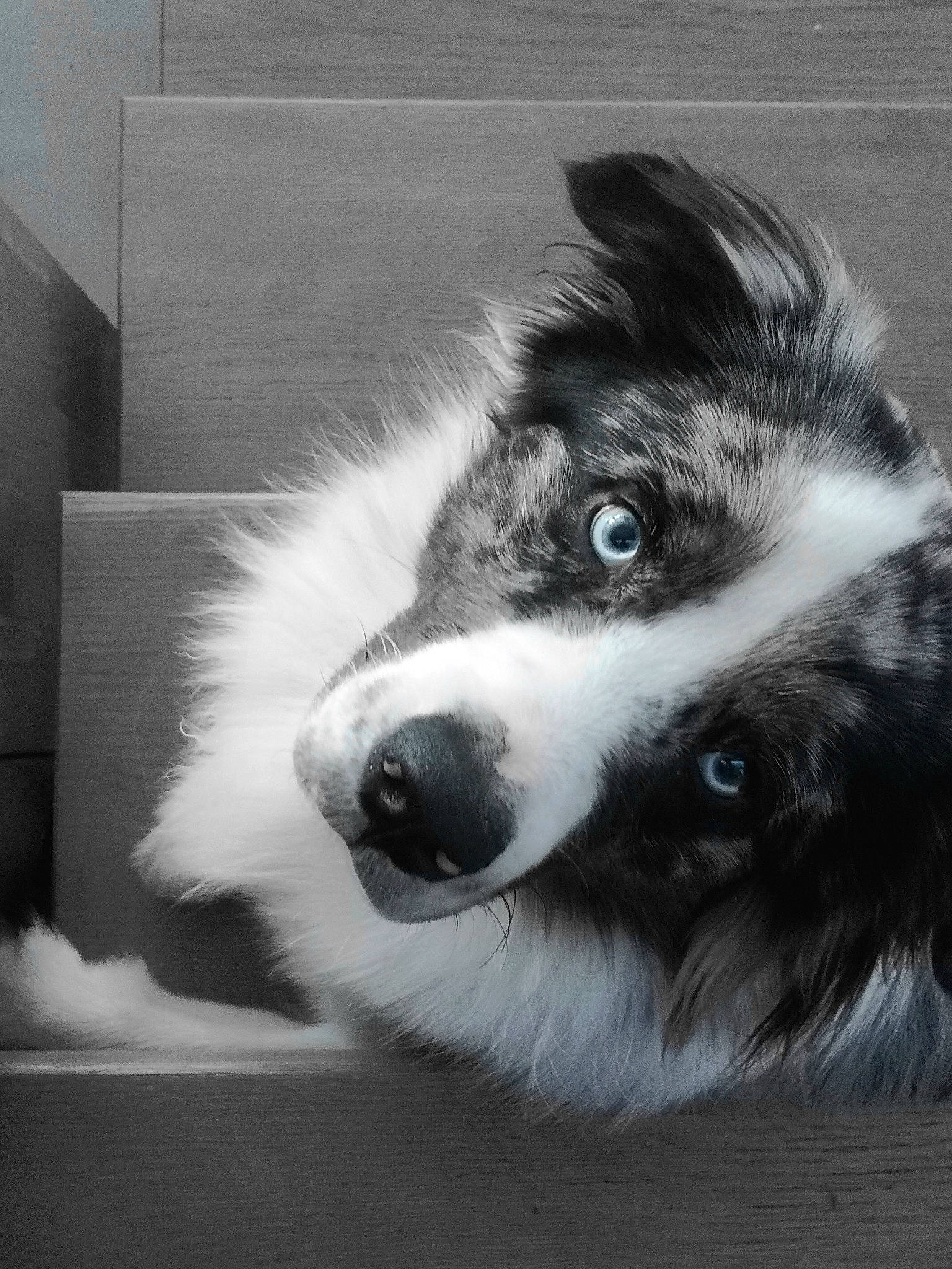 Prem'S a rejoint le concours — aidez-le/la à gagner de superbes lots ! australian_collie, australian_shepherd, black_and_white, border_collie, canidae, carnivore, dog, dog_breed, eye, head, herding_dog, mammal, miniature_australian_shepherd, nose, puppy, snout, vertebrate, welsh_sheepdog, whiskers, working_dog