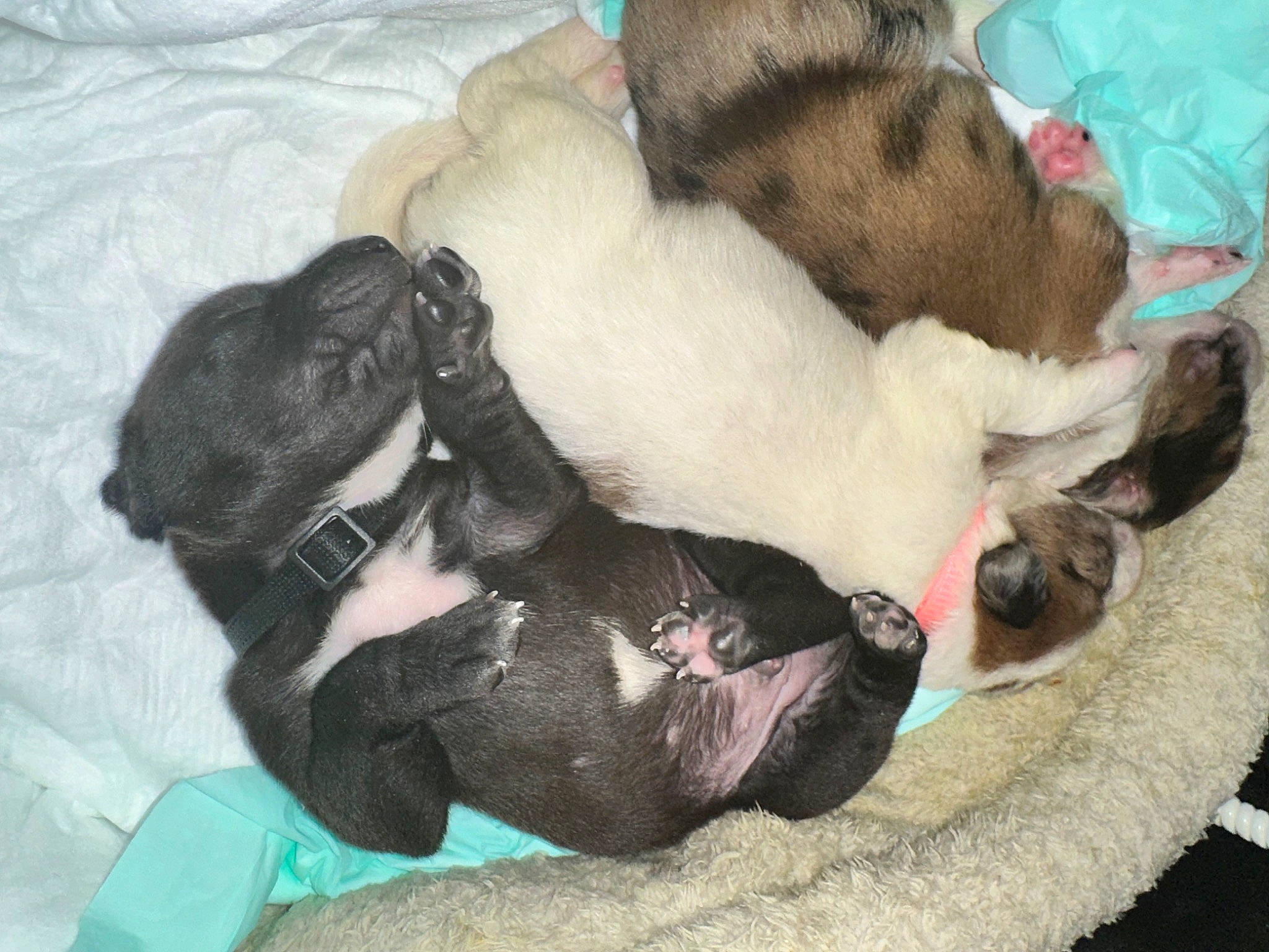 Bear joined the competition — help win amazing prizes! canidae, carnivore, comfort, companion_dog, dog, dog_bed, dog_breed, dog_supply, fawn, felidae, fur, mammal, nap, paw, small_to_medium_sized_cats, snout, sporting_group, tail, whiskers, working_animal