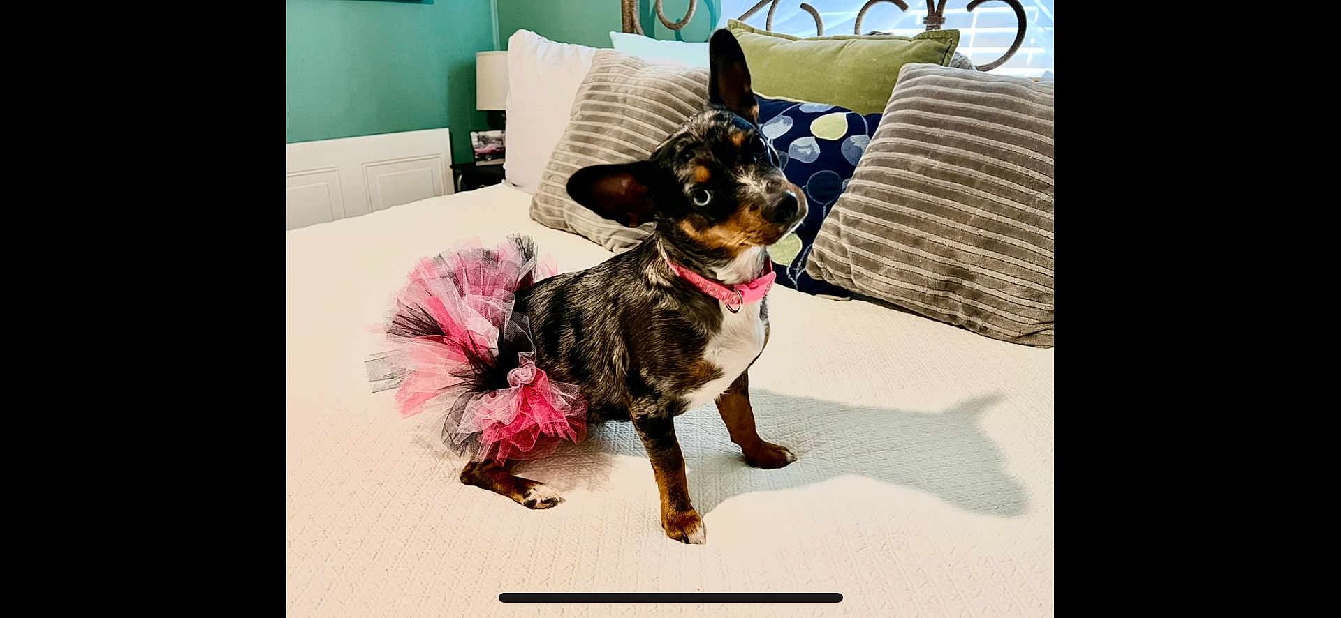 Cracker is registered to the contest to win money with this photo: dog, small_dog, tutu, pink, black, bed, pillows, striped_pillows, patterned_pillow, head_tilt, ears, shadow, indoor, pet, cute, costume, collar, white_bedspread, furniture, home