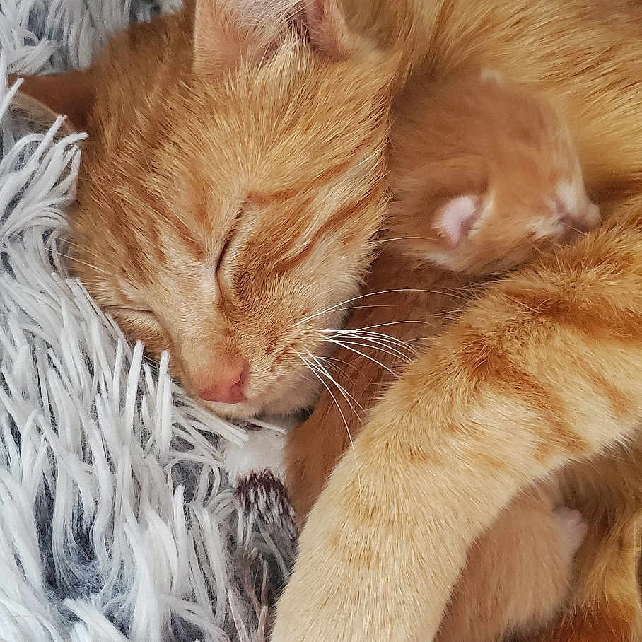 Roxy a rejoint le concours — aidez-le/la à gagner de superbes lots ! abyssinian, animal, bed, bedroom, blanket, cat, couch, furniture, hardwood, homedecor, indoors, kitten, linen, manx, person, pet, room, siamese, sleeping, wood