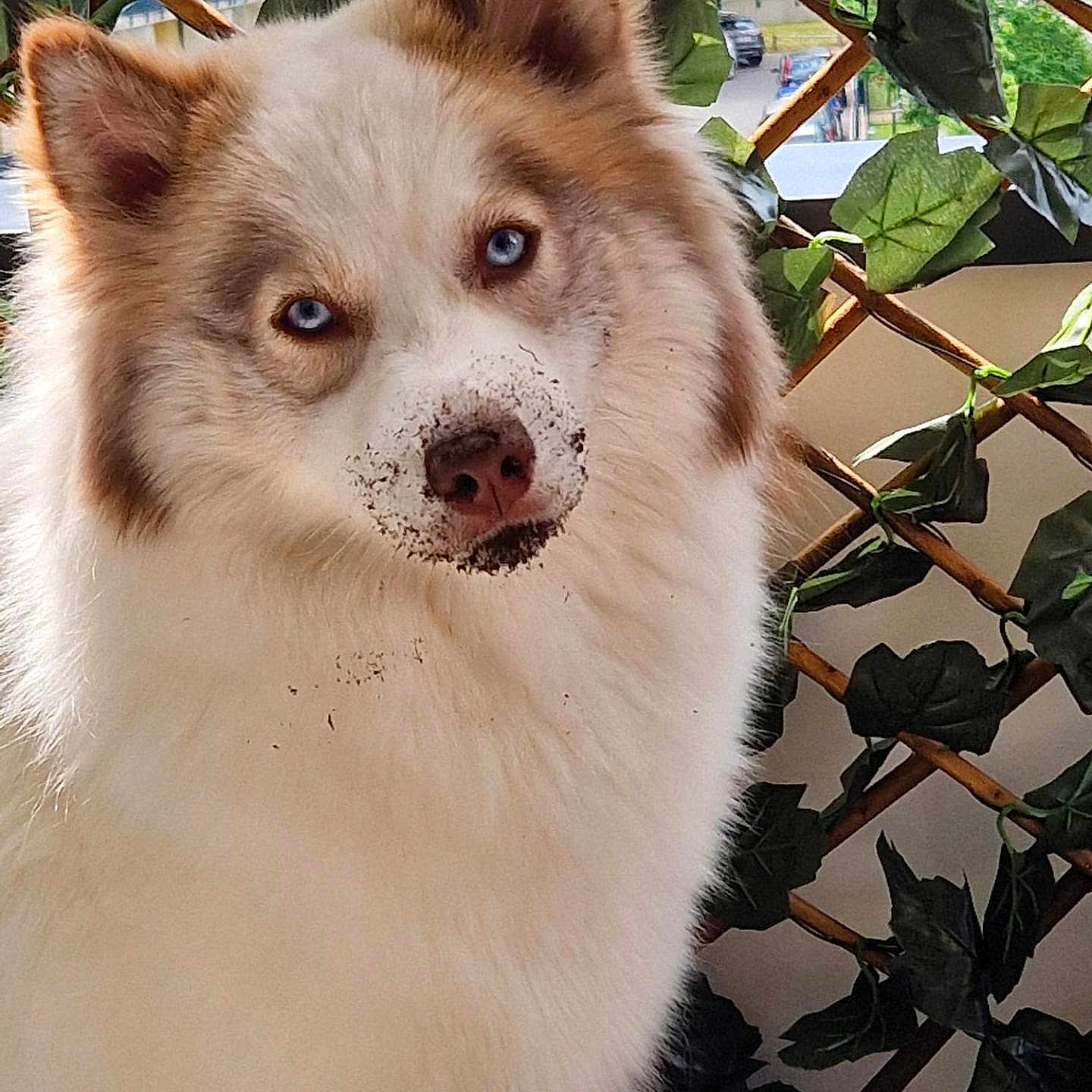 Vedette a rejoint le concours — aidez-le/la à gagner de superbes lots ! animal, blue_eyes, canine, close_up, dirty_nose, dog, domestic_animal, ears, fluffy, fur, guilty_look, lattice, leafy_background, nature, outdoor, pet, portrait, snout, sunlight, whiskers