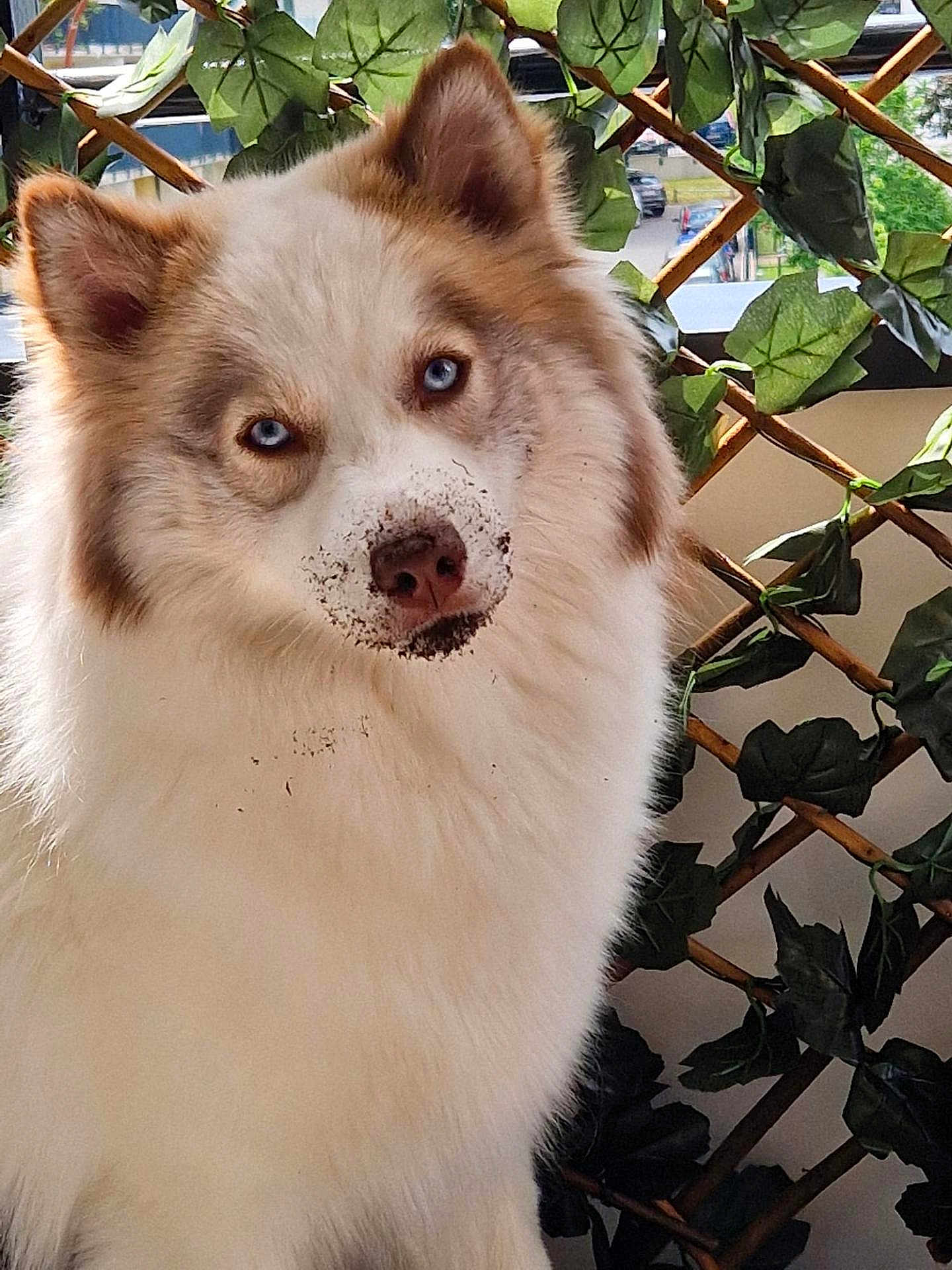 Vedette a rejoint le concours — aidez-le/la à gagner de superbes lots ! dog, blue_eyes, fluffy, dirty_nose, outdoor, leafy_background, lattice, pet, animal, fur, close_up, canine, guilty_look, sunlight, nature, domestic_animal, portrait, snout, ears, whiskers