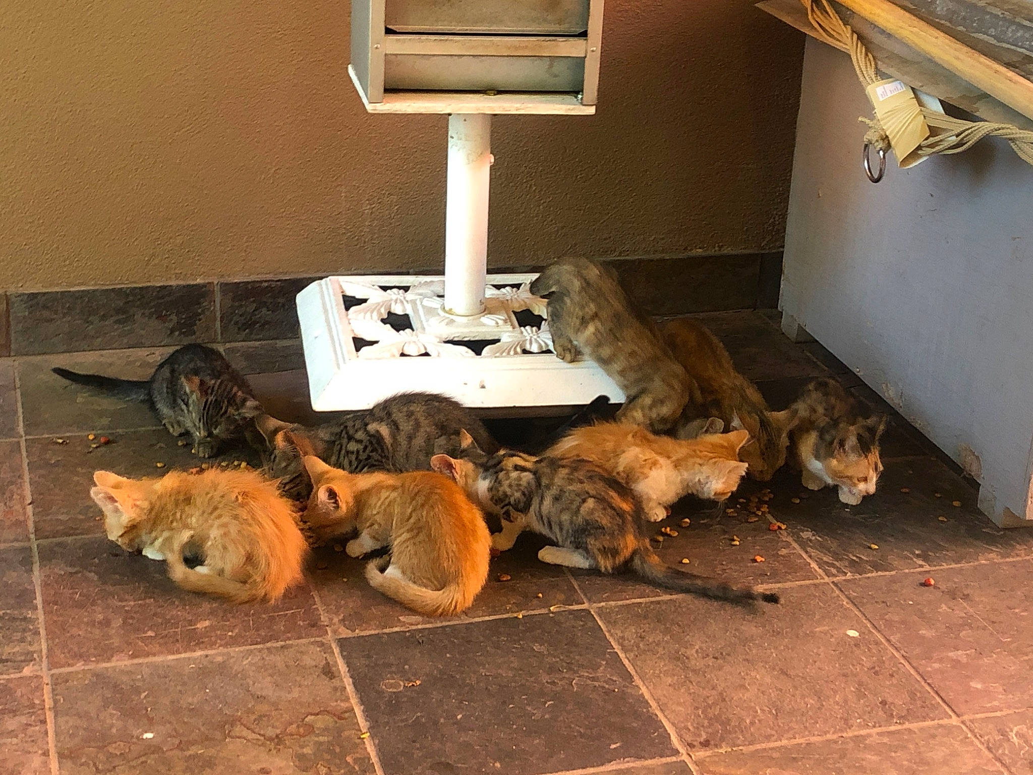 Red joined the competition — help win amazing prizes! asphalt, canidae, claw, concrete, domestic_short_haired_cat, fawn, felidae, floor, flooring, fur, hardwood, house, metal, plant, room, small_to_medium_sized_cats, soil, tail, whiskers, wood