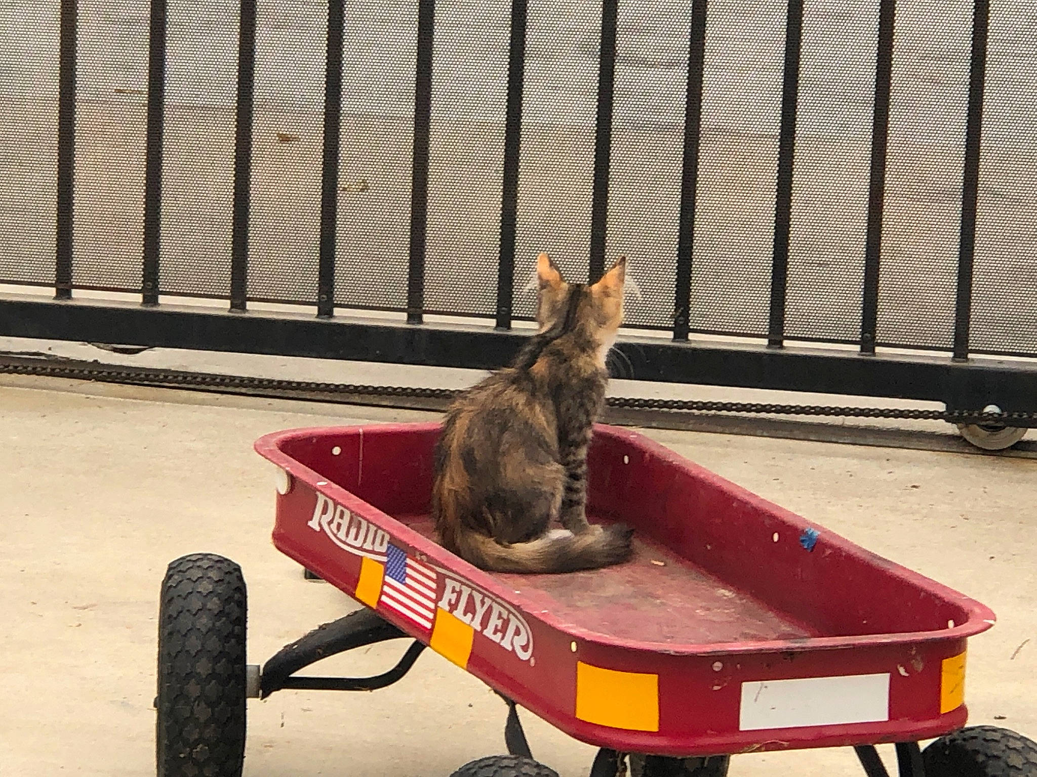 Red is registered to the contest to win money with this photo: automotive_tire, automotive_wheel_system, canidae, cart, domestic_short_haired_cat, felidae, fence, metal, motor_vehicle, pet_supply, small_to_medium_sized_cats, snapshot, spreader, tail, tire, tread, vehicle, wheel, wheelbarrow, wood