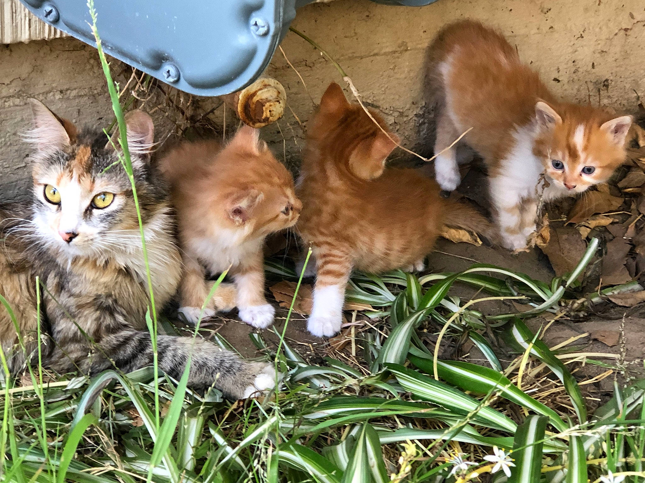 Red joined the competition — help win amazing prizes! animal_shelter, canidae, carnivore, cat, companion_dog, dog_breed, domestic_short_haired_cat, fawn, felidae, fur, grass, paw, photo_caption, plant, small_to_medium_sized_cats, snout, tail, terrestrial_animal, whiskers, wildlife