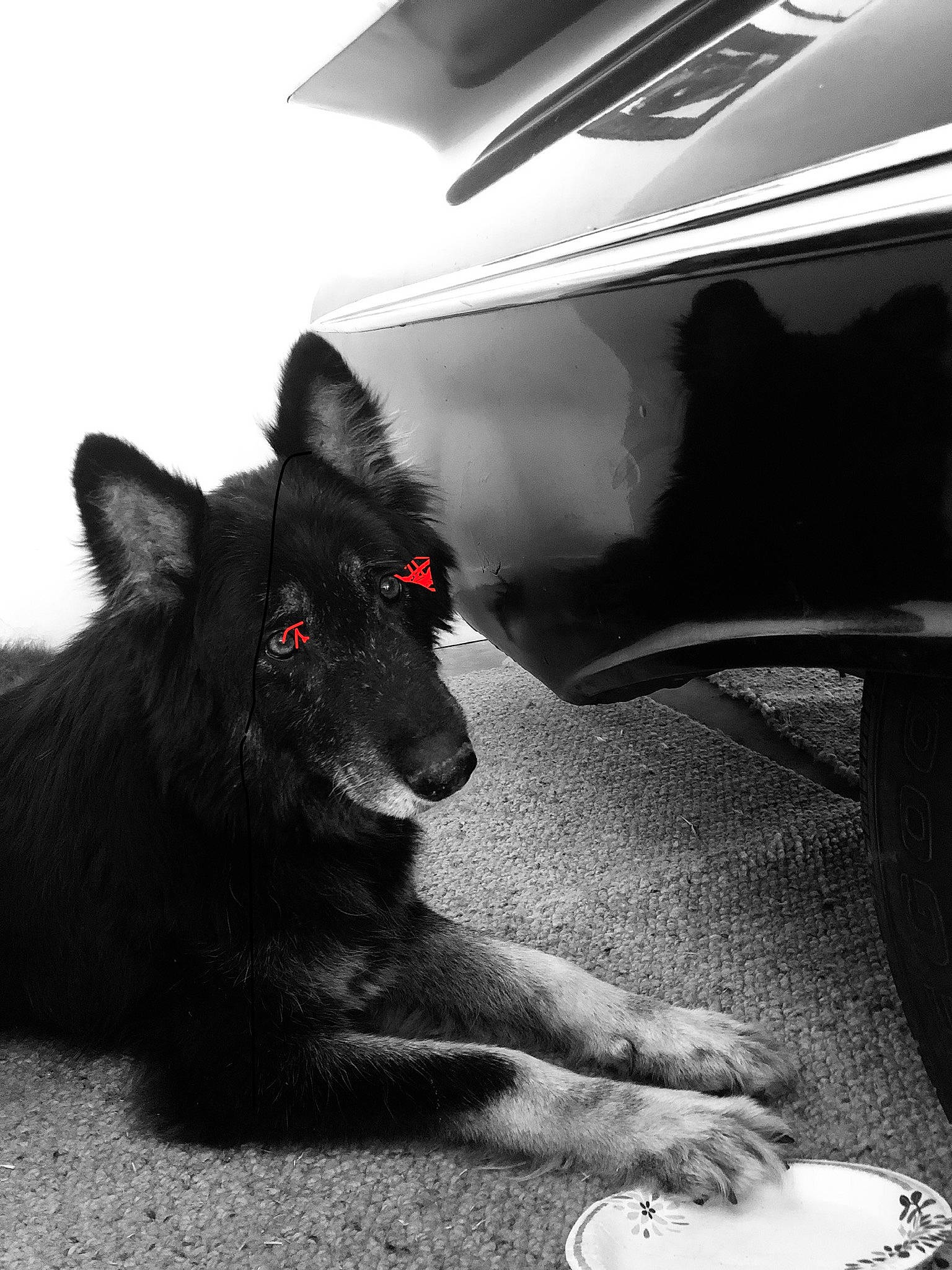 Haru is registered to the contest to win money with this photo: automotive_exterior, automotive_lighting, automotive_tire, canidae, carmine, carnivore, companion_dog, dog, dog_breed, fender, fur, hood, monochrome, monochrome_photography, snout, sporting_group, tints_and_shades, vehicle_door, whiskers, windshield