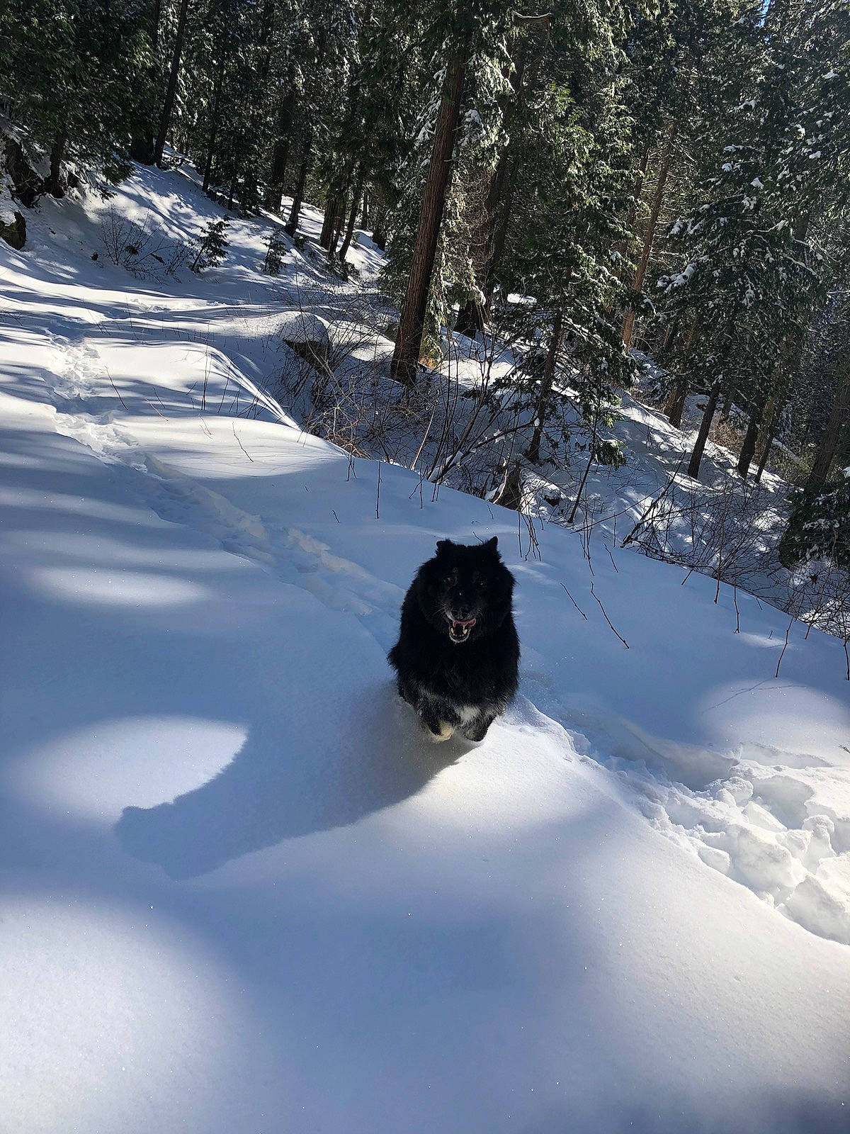 Haru joined the competition — help win amazing prizes! arctic, automotive_tire, branch, forest, freezing, frost, geological_phenomenon, glacial_landform, ice_cap, landscape, plant, recreation, shadow, slope, snow, sporting_group, tints_and_shades, tree, winter, wood