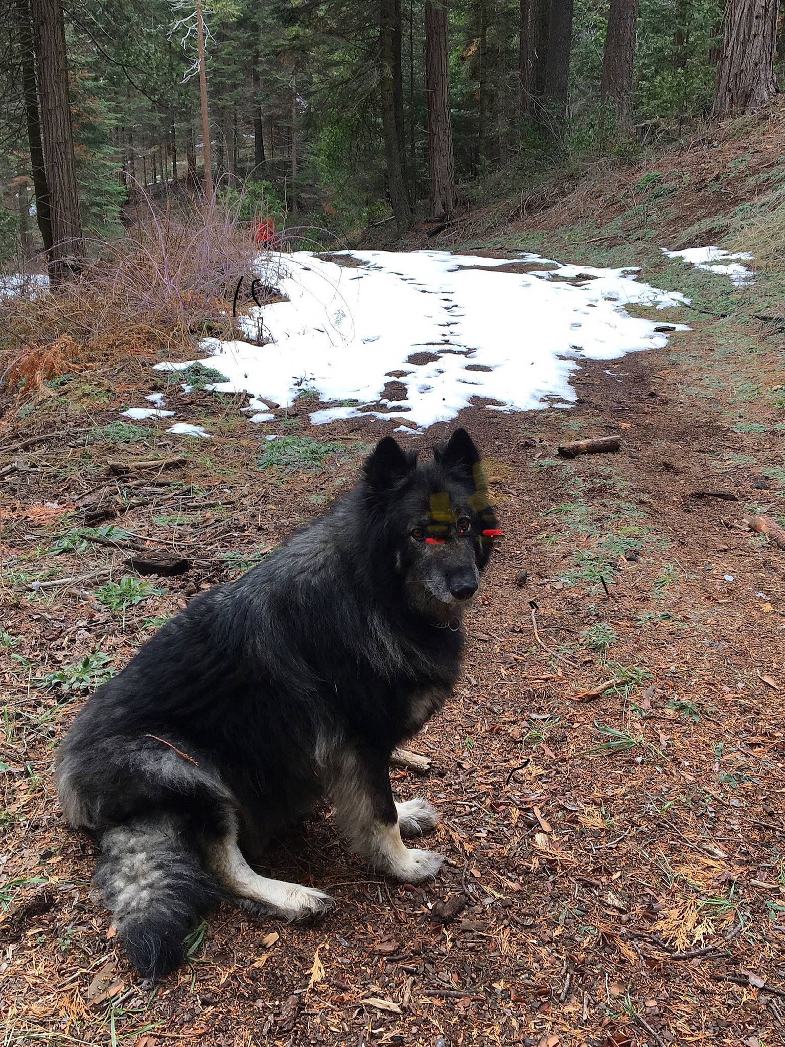 Lukey joined the competition — help win amazing prizes! canidae, carnivore, companion_dog, dog, dog_breed, felidae, forest, fur, grass, plant, snow, soil, sporting_group, tail, terrestrial_animal, tree, winter, wood, woodland, working_animal