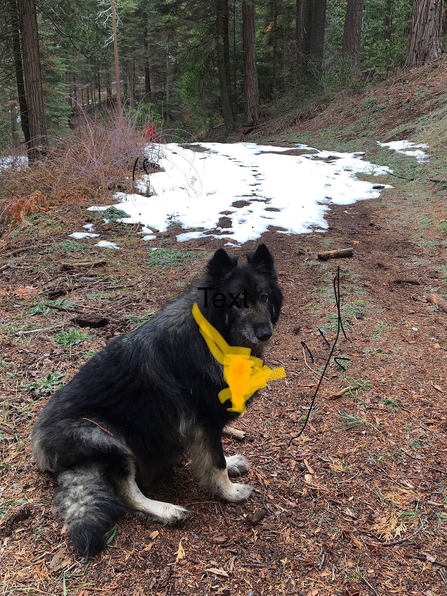 Lukey joined the competition — help win amazing prizes! carnivore, companion_dog, dog, dog_breed, dog_collar, forest, fur, grass, herding_dog, landscape, old_growth_forest, plant, soil, tail, trail, tree, trunk, wood, woodland, working_animal