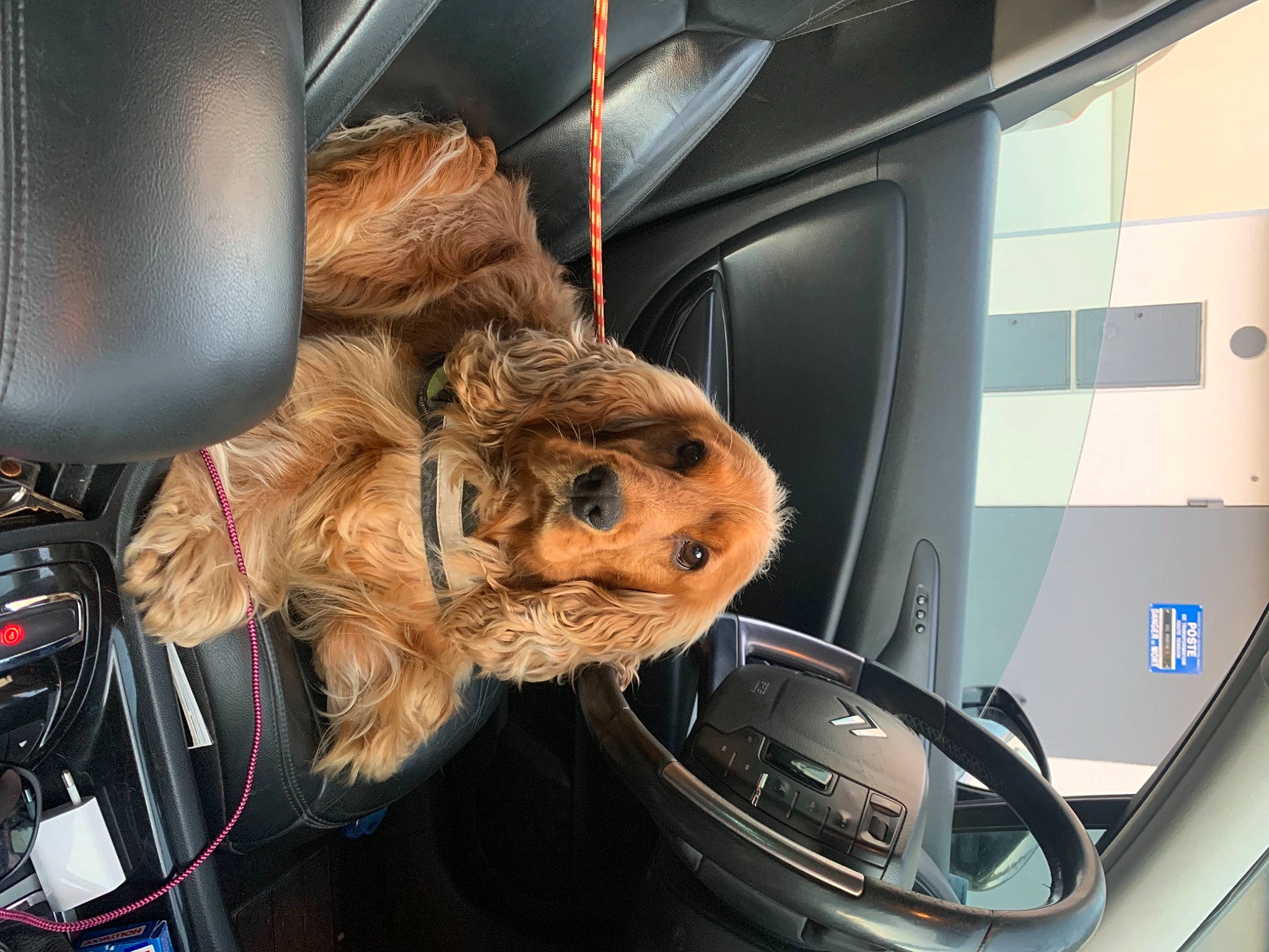 Paddington participe au concours pour gagner de l'argent avec cette photo : auto_part, automotive_design, automotive_exterior, automotive_lighting, automotive_mirror, car, car_seat, carnivore, center_console, companion_dog, dog_breed, motor_vehicle, personal_luxury_car, radio, snout, steering_part, steering_wheel, vehicle, vehicle_door, windshield