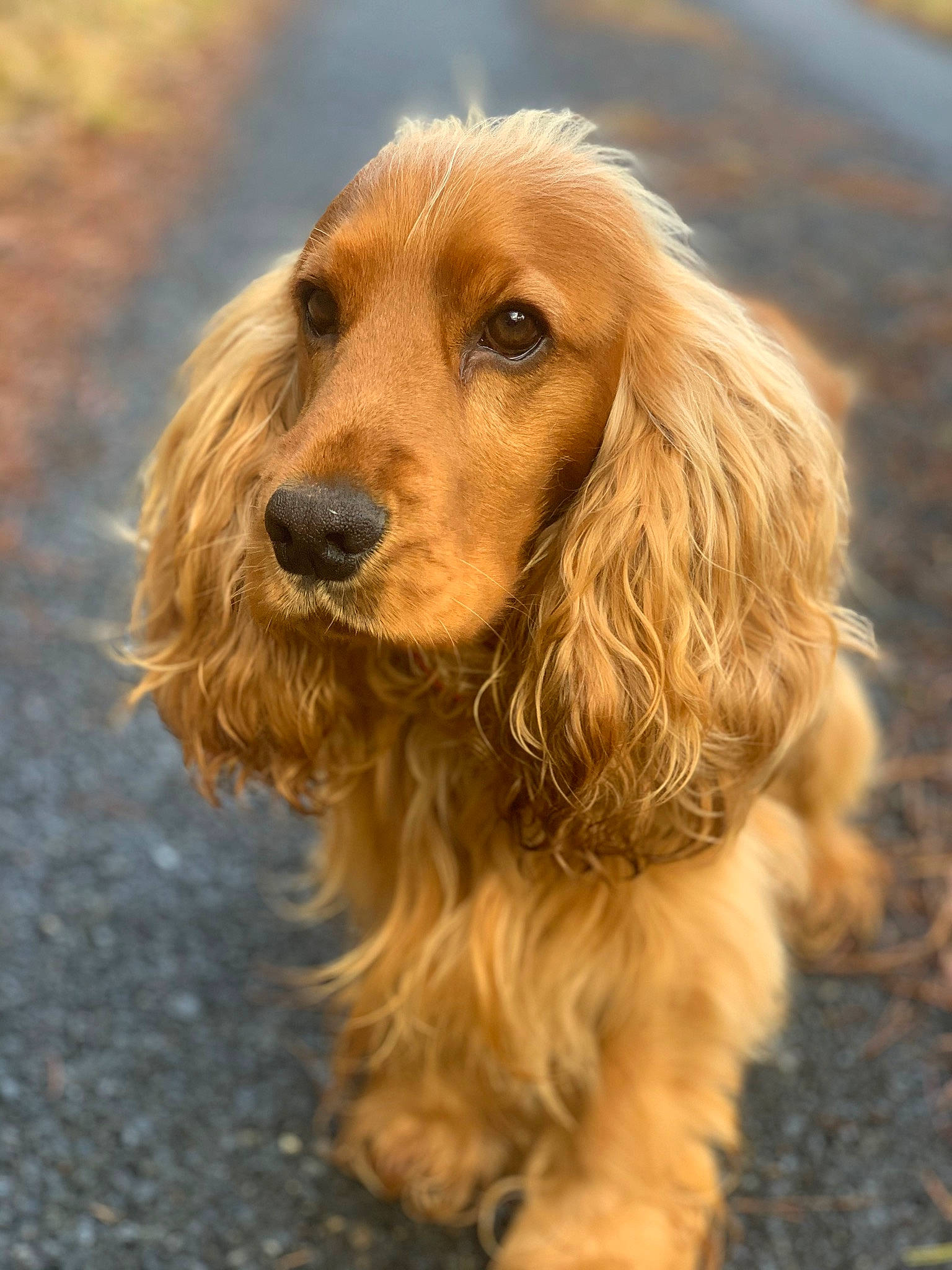 Paddington participe au concours pour gagner de l'argent avec cette photo : biting, canidae, carnivore, companion_dog, dog, dog_breed, fawn, fur, grass, gun_dog, hair, hunting_dog, liver, snout, soil, spaniel, sporting_group, terrestrial_animal, whiskers, wildlife