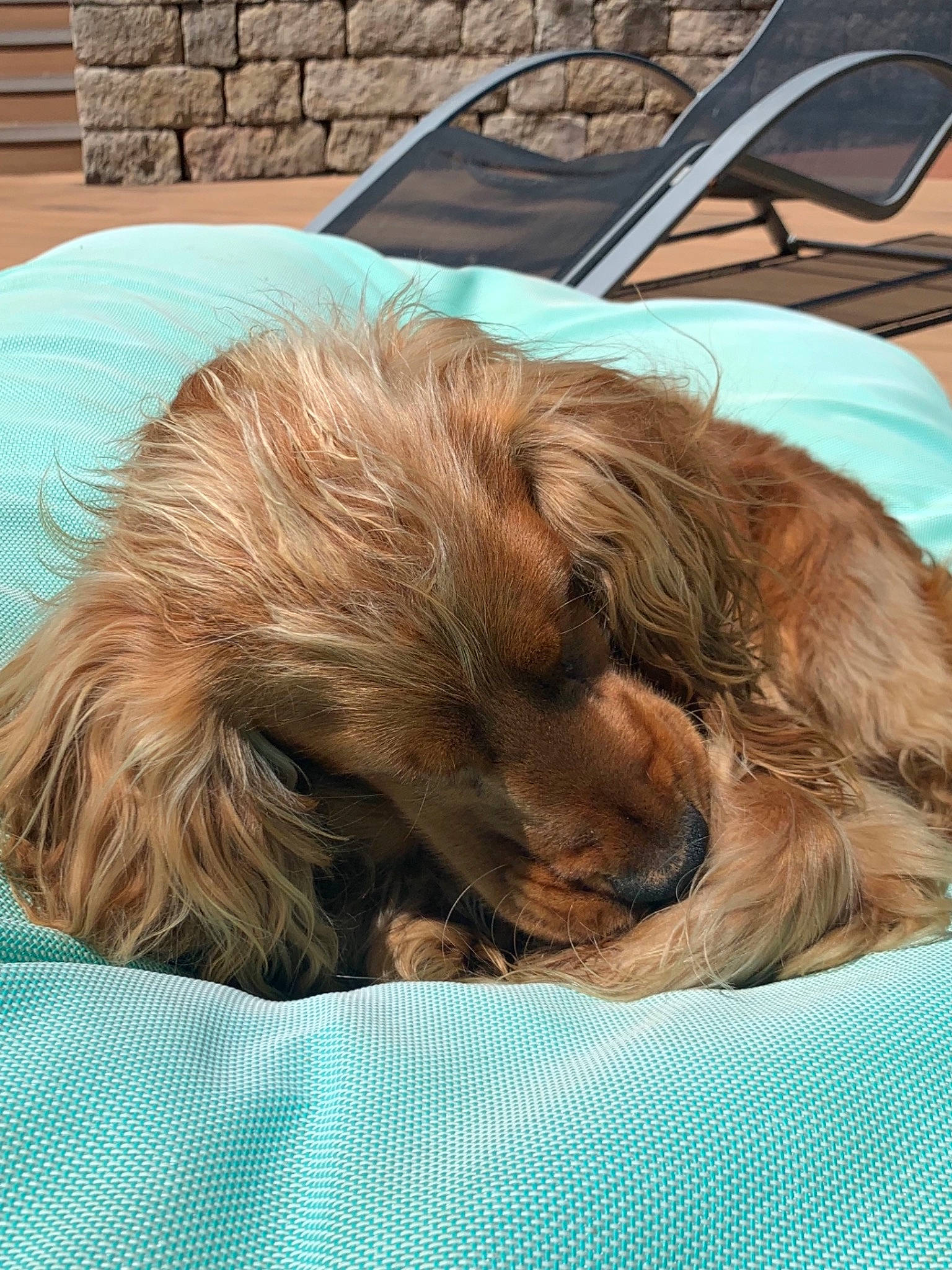 Paddington a rejoint le concours — aidez-le/la à gagner de superbes lots ! bed, bedtime, canidae, carnivore, comfort, companion_dog, dog, dog_breed, fawn, felidae, fur, liver, nap, sleep, small_to_medium_sized_cats, snout, sporting_group, terrestrial_animal, whiskers, wrinkle