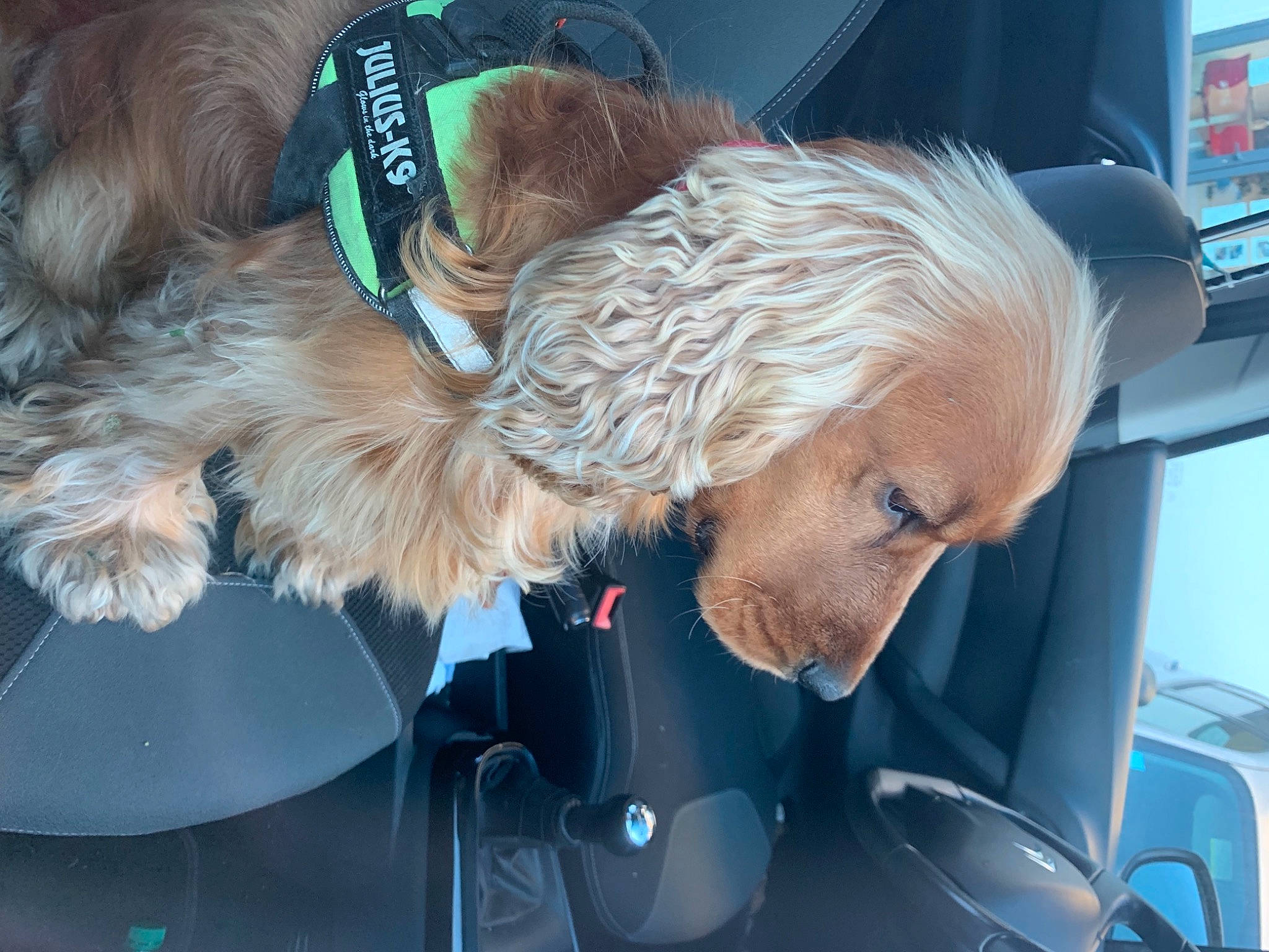 Paddington a rejoint le concours — aidez-le/la à gagner de superbes lots ! auto_part, automotive_design, automotive_exterior, blond, car, car_seat, car_seat_cover, carnivore, collar, companion_dog, dog, dog_breed, dog_clothes, dog_collar, felidae, fur_clothing, motor_vehicle, personal_luxury_car, suit, vehicle_door