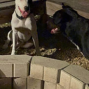 Odessa joined the competition — help win amazing prizes! animal, black_dog, companion, dog, fire_pit, fur, happy, night, outdoor, panting, pet_care, pets, playful, shadow, sitting, stone, tongue_out, white_dog, wooden_fence, yard