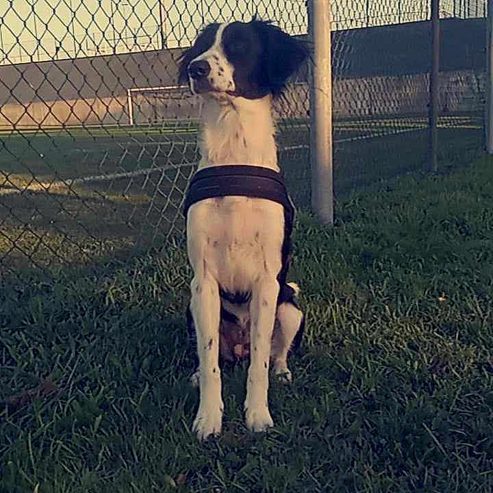 Leyla a rejoint le concours — aidez-le/la à gagner de superbes lots ! accessories, animal, backyard, ball, bostonbull, boxer, bulldog, canine, dog, fence, grass, hound, nature, outdoors, pet, plant, puppy, sport, strap, yard