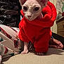 Harley is registered to the contest to win money with this photo: animal, bed, cat, clothing, cozy, curious, domestic_cat, ears, feline, furniture, hairless_cat, holiday_theme, indoor, pajamas, paws, person_hand, pet, pink_skin, red_hoodie, sphynx_cat