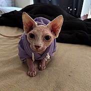 Harley is registered to the contest to win money with this photo: animal, bed, blanket, cat, close_up, cozy, curious, cute, domestic_animal, ears, eyes, feline, hairless_cat, indoor, looking_at_camera, pet, portrait, purple_hoodie, soft_lighting, sphynx_cat