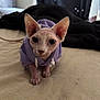 animal, bed, blanket, cat, close_up, cozy, curious, cute, domestic_animal, ears, eyes, feline, hairless_cat, indoor, looking_at_camera, pet, portrait, purple_hoodie, soft_lighting, sphynx_cat