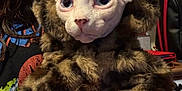 Harley is registered to the contest to win money with this photo: animal, arm, blue_eyes, cat, close_up, cute, domestic_animal, feline, furry_coat, hairless_cat, hand, holding, indoor, leopard_print, person, pet, pet_care, portrait, sphynx_cat, tshirt