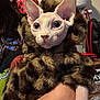 animal, arm, blue_eyes, cat, close_up, cute, domestic_animal, feline, furry_coat, hairless_cat, hand, holding, indoor, leopard_print, person, pet, pet_care, portrait, sphynx_cat, tshirt