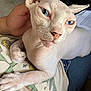 Harley joined the competition — help win amazing prizes! animal, blue_eyes, cat, close_up, comfort, domestic_cat, ears, face, feline, furless, hairless_cat, indoor, lap, person_hand, pet, relaxed, resting, sphynx_cat, whiskers, wrinkles