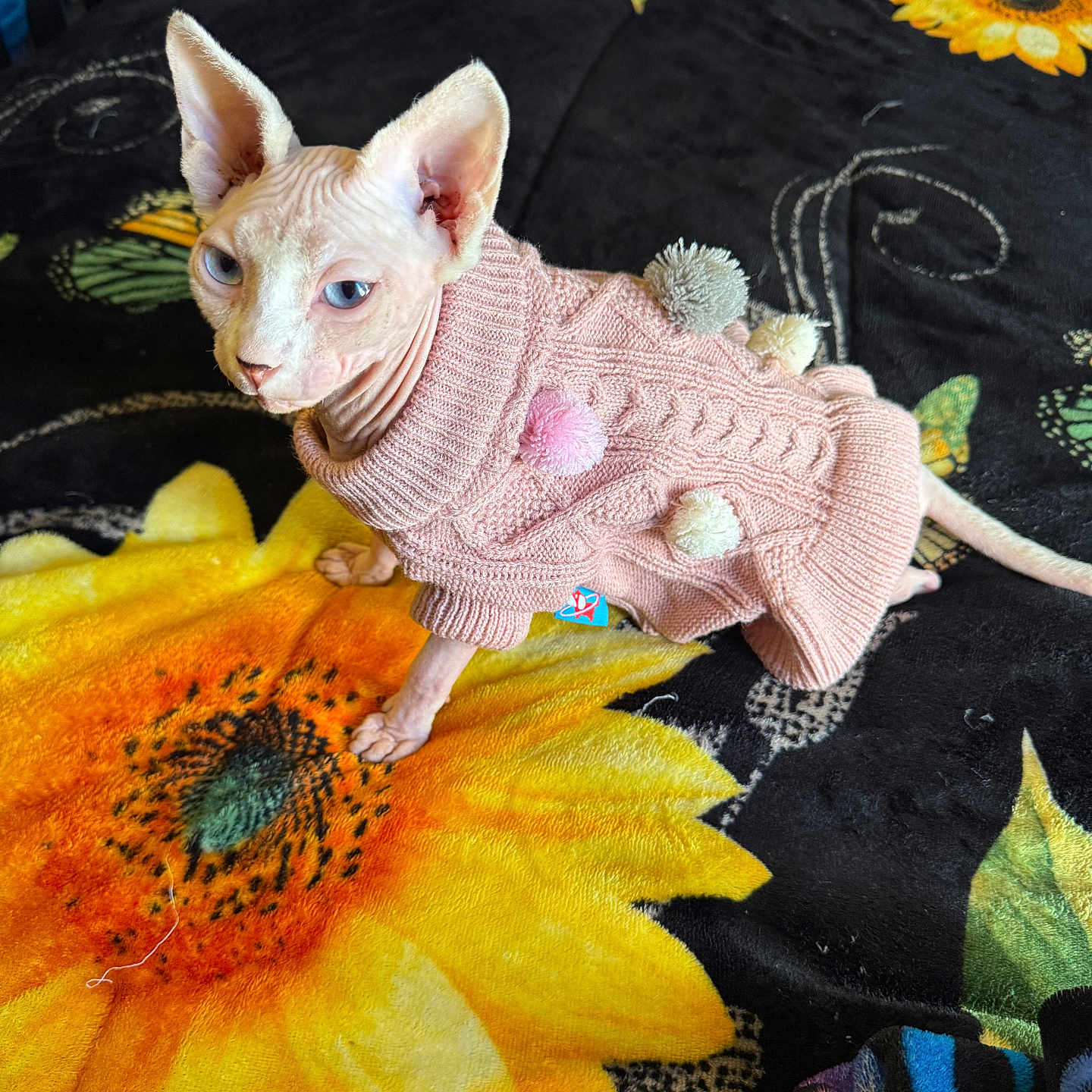 Harley is registered to the contest to win money with this photo: animal, blue_eyes, colorful, cozy, cute, domestic_cat, feline, hairless_cat, indoor, knitwear, patterned_blanket, pet, pink_sweater, pom_poms, portrait, sitting, soft_texture, sphynx_cat, sunflower_blanket, warm