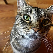 Hannah joined the competition — help win amazing prizes! animal, cat, close_up, closeup, curious, cute, domestic_cat, ears, face, feline, focus, fur, green_eyes, indoor, looking_at_camera, pet, portrait, tabby_cat, whiskers, wooden_floor