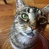 animal, cat, close_up, closeup, curious, cute, domestic_cat, ears, face, feline, focus, fur, green_eyes, indoor, looking_at_camera, pet, portrait, tabby_cat, whiskers, wooden_floor