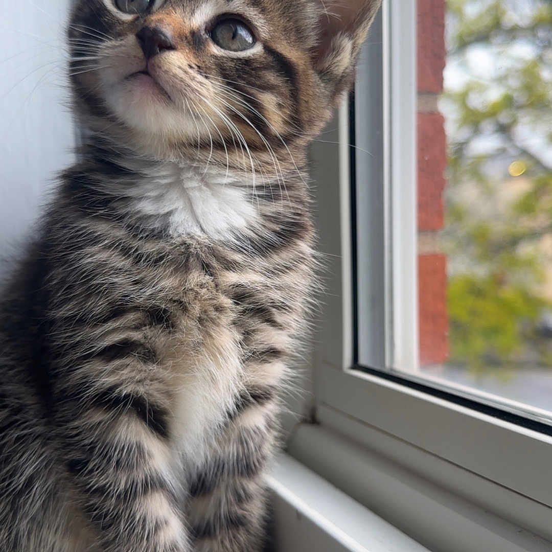 Max is registered to the contest to win money with this photo: adorable, animal, blurred_background, cat, curious, cute, domestic, feline, fur, indoor, kitten, natural_light, paws, pet, sitting, tabby, tail, whiskers, window, young