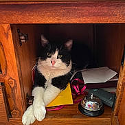Simon is registered to the contest to win money with this photo: animal, black_and_white, cat, cluttered, cozy, crossed_paws, curious, desk_bell, domestic, envelopes, feline, fur, indoor, notebook, paws, pet, pink_leash, relaxed, resting, wooden_cabinet