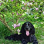 dog, black_dog, grass, flowering_tree, pink_flowers, tongue_out, happy_dog, outdoor, nature, spring, pet, canine, animal, leaves, tree_trunk, sunlight, relaxing, greenery, garden, lying_down