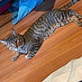 Coco is registered to the contest to win money with this photo: abyssinian, animal, cat, couch, egyptiancat, furniture, hardwood, indoors, interiordesign, kitten, manx, person, pet, plywood, sleeping, stainedwood, wood, woodpanels