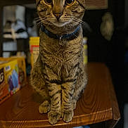 Coco is registered to the contest to win money with this photo: abyssinian, animal, bookcase, box, cat, computer, desk, diningtable, electronics, furniture, hardwood, kitten, laptop, manx, pc, pet, plywood, shelf, table, wood