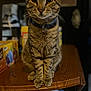 abyssinian, animal, bookcase, box, cat, computer, desk, diningtable, electronics, furniture, hardwood, kitten, laptop, manx, pc, pet, plywood, shelf, table, wood