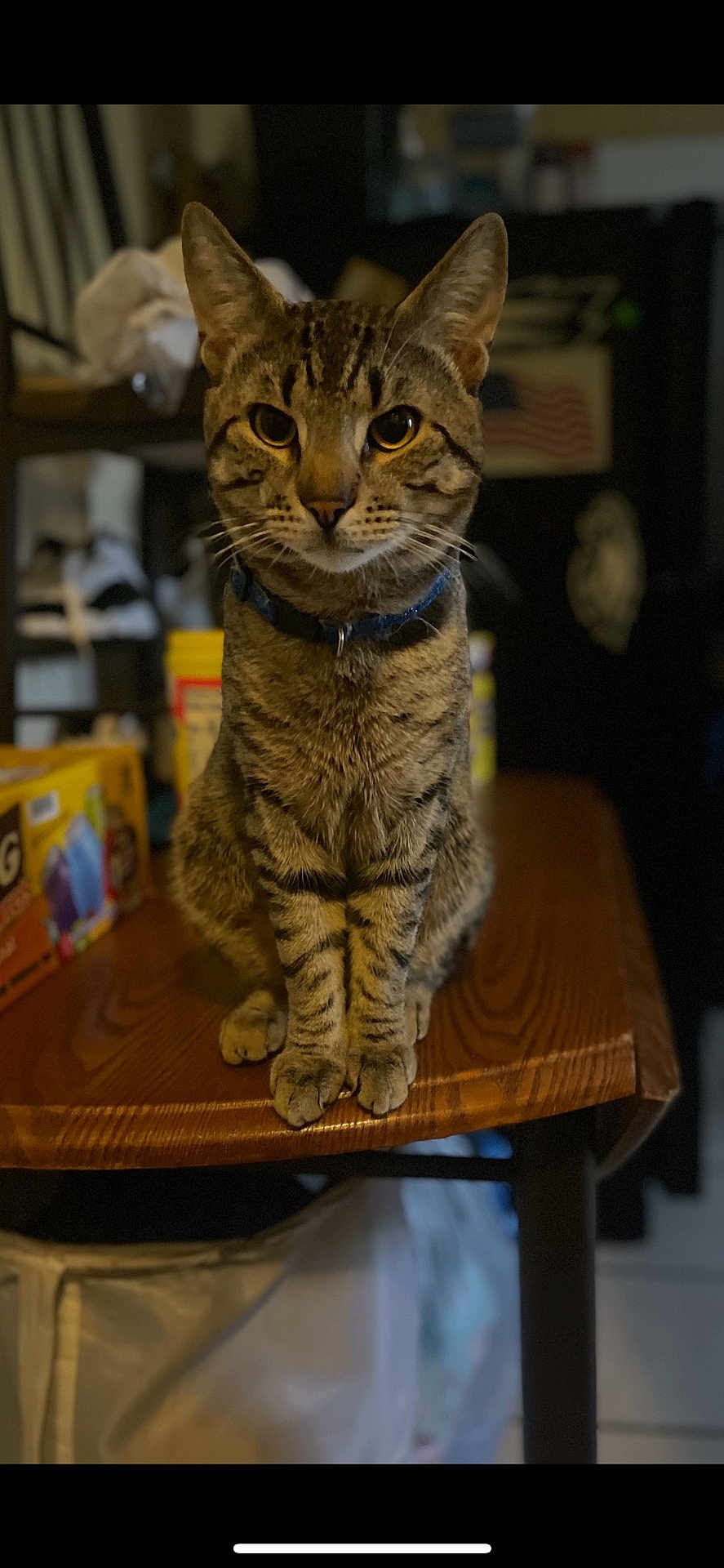 Coco is registered to the contest to win money with this photo: abyssinian, animal, bookcase, box, cat, computer, desk, diningtable, electronics, furniture, hardwood, kitten, laptop, manx, pc, pet, plywood, shelf, table, wood