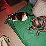 animal, bed, calico_cat, cat, companion, cozy, dog, dog_sweater, drink, floor, friendship, fur, green_blanket, indoor, mammal, pet, pillow, relaxed, resting, table