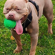 Volt a rejoint le concours — aidez-le/la à gagner de superbes lots ! dog, grass, ball, toy, tongue, harness, pet, animal, outdoor, playful, canine, summer, happy, muzzle, ears, legs, paw, closeup, nature, fun