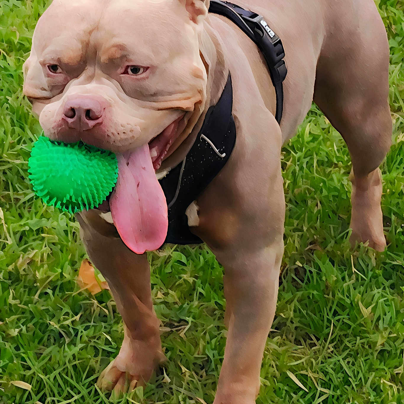 Volt a rejoint le concours — aidez-le/la à gagner de superbes lots ! animal, ball, canine, closeup, dog, ears, fun, grass, happy, harness, legs, muzzle, nature, outdoor, paw, pet, playful, summer, tongue, toy