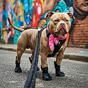 Volt participe au concours pour gagner de l'argent avec cette photo : animal, background, bandana, boots, canine, closeup, colorful, dog, expression, graffiti, harness, leash, outdoor, pavement, pet, sidewalk, standing, street, urban, walk