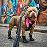 animal, background, bandana, boots, canine, closeup, colorful, dog, expression, graffiti, harness, leash, outdoor, pavement, pet, sidewalk, standing, street, urban, walk