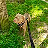 alert, animal, canine, collar, daylight, dog, fur, grass, greenery, leash, muzzle, nature, outdoor, park, path, pet, side_view, sunlight, tree_trunk, walking