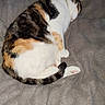 Maât participe au concours pour gagner de l'argent avec cette photo : cat, calico, sleeping, pet, animal, fur, cozy, blanket, indoor, resting, cute, paw, tail, whiskers, domestic, mammal, feline, soft, relaxed, comfort
