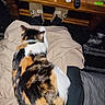 Maât a rejoint le concours — aidez-le/la à gagner de superbes lots ! cat, calico_cat, blanket, lap, person, slippers, coffee_table, remote_control, lighter, glass, floor, indoor, furniture, sitting, relaxation, pet, fur, comfort, casual, home