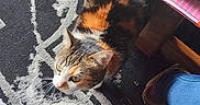 Maât participe au concours pour gagner de l'argent avec cette photo : cat, calico_cat, pet, animal, indoor, carpet, patterned_rug, table, plate, book, footwear, jeans, person_leg, wooden_furniture, floor, curious, looking_up, domestic_animal, feline, whiskers